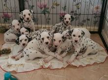 Puppies for sale dalmatian - Czech Republic, Gottwald