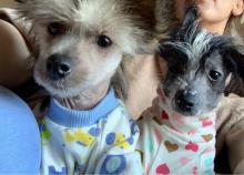 Puppies for sale chinese crested dog - Austria, Vienna