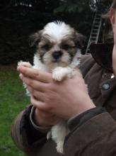 Puppies for sale lhasa apso - Cyprus, Limassol