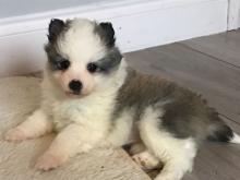 Puppies for sale other breed - Portugal, Mirandela