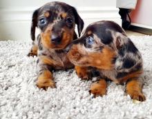 Puppies for sale dachshund - Finland, Lapperanta