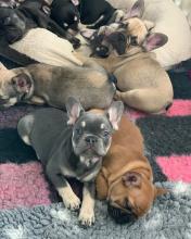 Puppies for sale french bulldog - Russia, Lincoln