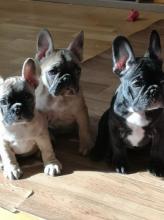 Puppies for sale french bulldog - Hungary, Miskolc