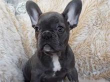 Puppies for sale french bulldog - Greece, Larissa