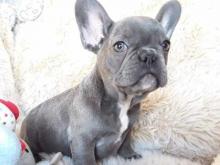 Puppies for sale french bulldog - Hungary, Budapest