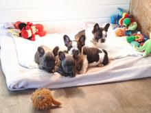 Puppies for sale french bulldog - Hungary, Budapest