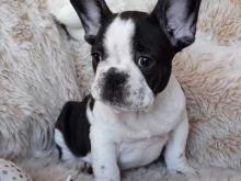 Puppies for sale french bulldog - Cyprus, Limassol