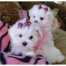 Puppies for sale maltese - Hungary, Budapest