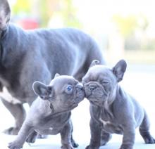 Puppies for sale french bulldog - Russia, Moscow