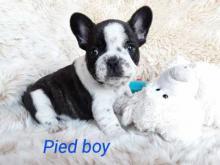 Puppies for sale french bulldog - Greece, Larissa