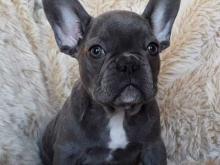 Puppies for sale french bulldog - Cyprus, Ayia Napa