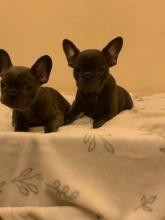 Puppies for sale french bulldog - Netherlands, Eindhoven