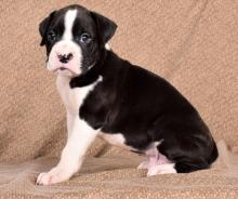 Puppies for sale boston terrier - Russia, Moscow