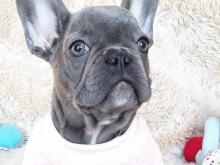 Puppies for sale french bulldog - Hungary, Budapest