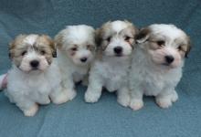 Puppies for sale other breed - Czech Republic, Plzen