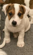 Puppies for sale jack russell terrier - Lithuania, Moletai