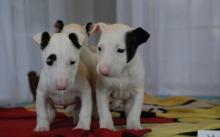 Puppies for sale bull terrier - Azerbaijan, Ganja