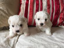 Puppies for sale maltese - Sweden, Leksand. Price 300 €