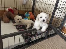 Puppies for sale maltese - Armenia, Armenia. Price 300 €