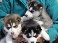 Puppies for sale other breed, siberien huski puppy - Poland, Bydgoszcz. Price 300 €