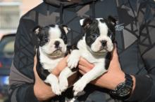 Puppies for sale boston terrier - Slovenia, Novi Sad