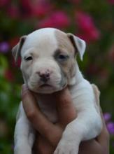 Puppies for sale american staffordshire terrier - Slovenia, Novi Sad