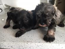 Puppies for sale riesenschnauzer - Austria, Linz