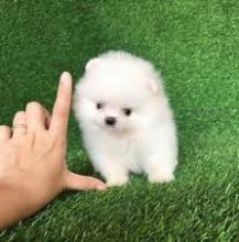 Puppies for sale pomeranian spitz - Cyprus, Nicosia