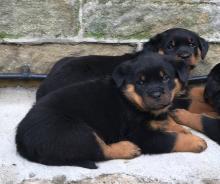 Puppies for sale rottweiler - Lithuania, Pasvalys