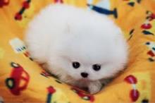 Puppies for sale pomeranian spitz - Finland, Turks