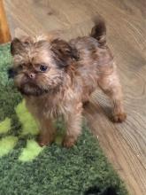 Puppies for sale brussels griffon - Lithuania, Moletai