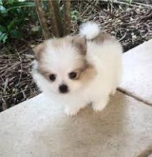 Puppies for sale pomeranian spitz - Bulgaria, Rousse