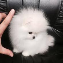 Puppies for sale pomeranian spitz - Austria, Linz