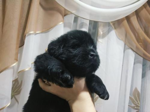 Продам щенка Ньюфаундленд - Беларусь, Брест, белоозёрск. Цена 600 долларов
