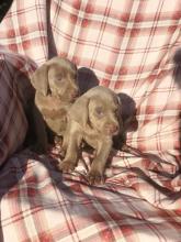 Puppies for sale weimaraner - Moldova, Chisinau