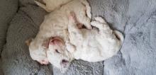 Puppies for sale bichon - Estonia, Tallinn