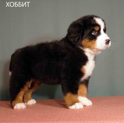 Продам щенка Бернский зенненхунд - Беларусь, Молодечно. Цена 450 долларов