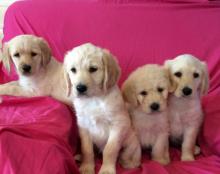 Puppies for sale golden retriever - Greece, Patra