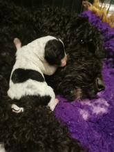 Puppies for sale other breed - Estonia, Sillamyae