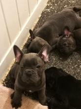 Puppies for sale french bulldog - Georgia, Georgia