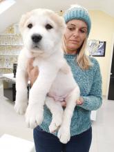 Puppies for sale central asia shepherd dog - Slovenia, Novi Sad