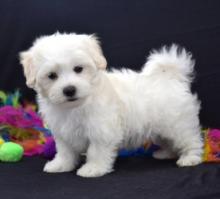 Puppies for sale maltese - Denmark, Kopenagen