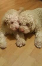 Puppies for sale other breed, lagotto romagnolo - Slovenia, Novi Sad