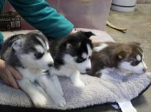 Puppies for sale other breed, siberien huski puppy - Germany, Bochum. Price 300 €