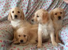 Puppies for sale other breed, golden retriever - Sweden, Lidkoping. Price 300 €