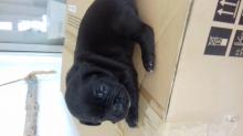 Puppies for sale , french bulldog/labrador - Greece, Anavissos. Price 100 €
