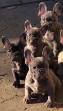 Puppies for sale french bulldog - Estonia, Tallinn