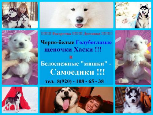 Продам щенка Самоед, самоедская лайка - Россия, Тверь