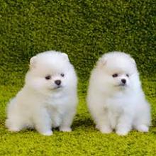 Puppies for sale pomeranian spitz - Germany, Berlin. Price 100 €