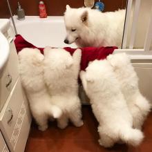 Puppies for sale samoyed dog (samoyed) - Sweden, Kalmar. Price 700 €